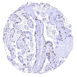 Anti-PARP antibody [HMV334] HistoMAX&trade; used in IHC (Paraffin sections) (IHC-P). GTX640566