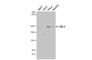 Anti-ZO-1 antibody [HL3114] used in Western Blot (WB). GTX640590
