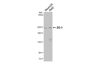 Anti-ZO-1 antibody [HL3114] used in Western Blot (WB). GTX640590