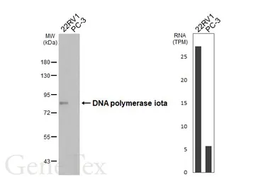 Anti-DNA polymerase iota antibody [HL3115] used in Western Blot (WB). GTX640591