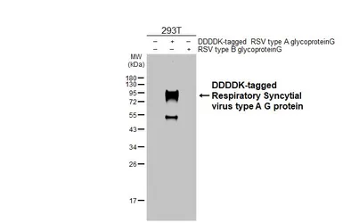 Anti-Respiratory Syncytial virus type A G protein antibody [HL3122] used in Western Blot (WB). GTX640598