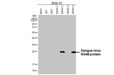 Anti-Dengue virus NS4B protein antibody [HL3134] used in Western Blot (WB). GTX640626