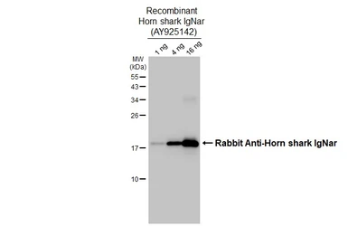 Anti-Rabbit Anti-Horn shark IgNar antibody [HL3138] used in Western Blot (WB). GTX640630