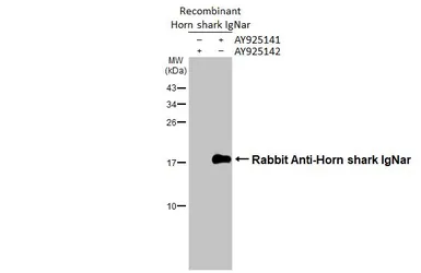 Anti-Rabbit Anti-Horn shark IgNar antibody [HL3138] used in Western Blot (WB). GTX640630