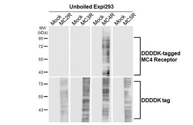 Anti-MC4 Receptor antibody [HL3145] used in  (). GTX640637