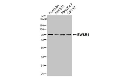 Anti-EWSR1 antibody [HL3150] used in Western Blot (WB). GTX640660