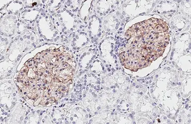 Anti-Claudin 5 antibody [HL3156] used in IHC (Paraffin sections) (IHC-P). GTX640666