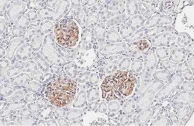 Anti-Claudin 5 antibody [HL3156] used in IHC (Paraffin sections) (IHC-P). GTX640666