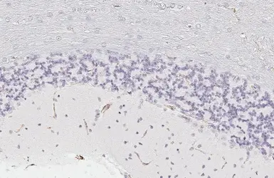 Anti-Claudin 5 antibody [HL3156] used in IHC (Paraffin sections) (IHC-P). GTX640666