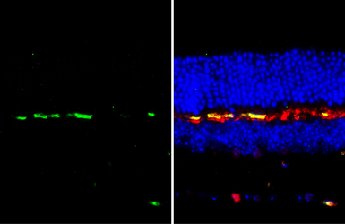 Anti-Dopamine Receptor D2 antibody [HL3159] used in IHC (Paraffin sections) (IHC-P). GTX640669