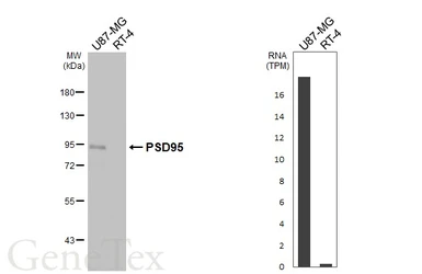 Anti-PSD95 antibody [HL3165] used in Western Blot (WB). GTX640675