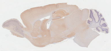 Anti-PSD95 antibody [HL3165] used in IHC (Paraffin sections) (IHC-P). GTX640675