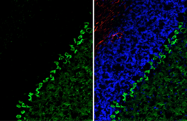 Anti-LRRK2 antibody [HL3167] used in IHC (Frozen sections) (IHC-Fr). GTX640677