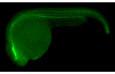 Anti-FOXA1 antibody [HL3168] used in IHC (Whole mount) (IHC-Wm). GTX640686