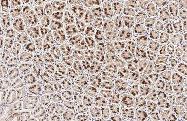 Anti-FOXA1 antibody [HL3168] used in IHC (Paraffin sections) (IHC-P). GTX640686