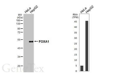 Anti-FOXA1 antibody [HL3168] used in Western Blot (WB). GTX640686