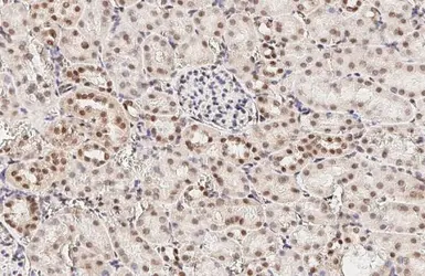 Anti-LSM4 antibody [HL3172] used in IHC (Paraffin sections) (IHC-P). GTX640690
