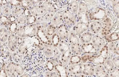 Anti-LSM4 antibody [HL3172] used in IHC (Paraffin sections) (IHC-P). GTX640690