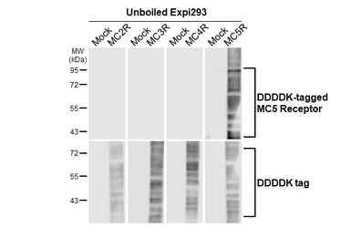 Anti-MC5 Receptor antibody [HL3178] used in Western Blot (WB). GTX640696