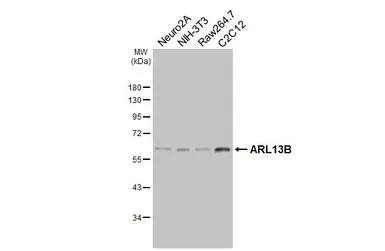 Anti-ARL13B antibody [HL3179] used in Western Blot (WB). GTX640697