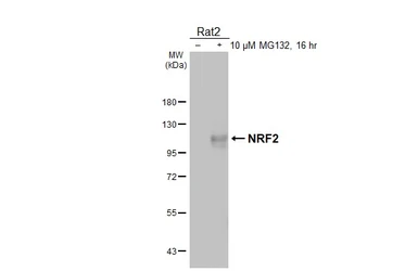 Anti-NRF2 antibody [HL3183] used in Western Blot (WB). GTX640822