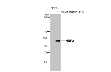 Anti-NRF2 antibody [HL3183] used in Western Blot (WB). GTX640822