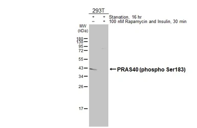 Anti-PRAS40 (phospho Ser183) antibody [HL3189] used in Western Blot (WB). GTX640828