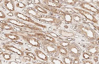 Anti-TXNDC5 antibody [HL3200] used in IHC (Paraffin sections) (IHC-P). GTX640840