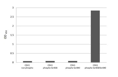 Anti-E-Cadherin (phospho Ser838/Ser840) antibody [HL3201] used in  (). GTX640841