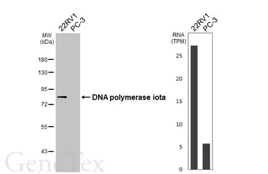 Anti-DNA polymerase iota antibody [HL3209] used in Western Blot (WB). GTX640849