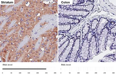 Anti-VGluT1 antibody [HL3210] used in IHC (Paraffin sections) (IHC-P). GTX640850