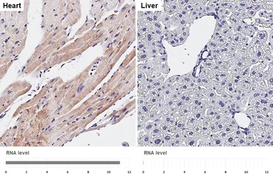 Anti-VGluT1 antibody [HL3210] used in IHC (Paraffin sections) (IHC-P). GTX640850