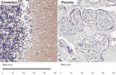 Anti-VGluT1 antibody [HL3210] used in IHC (Paraffin sections) (IHC-P). GTX640850