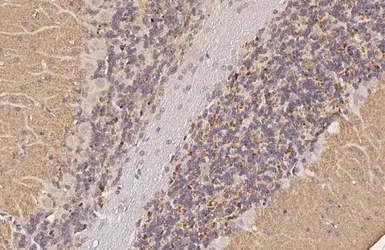 Anti-VGluT1 antibody [HL3210] used in IHC (Paraffin sections) (IHC-P). GTX640850