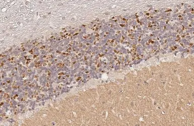 Anti-VGluT1 antibody [HL3210] used in IHC (Paraffin sections) (IHC-P). GTX640850
