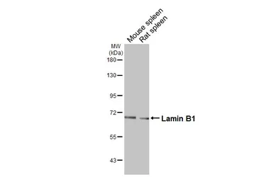 Anti-Lamin B1 antibody [HL3224] used in Western Blot (WB). GTX640865