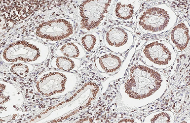 Anti-Lamin B1 antibody [HL3224] used in IHC (Paraffin sections) (IHC-P). GTX640865