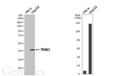 Anti-TRIB3 antibody [HL3241] used in Western Blot (WB). GTX640884