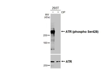 Anti-ATR (phospho Ser428) antibody [HL3246] used in Western Blot (WB). GTX640889