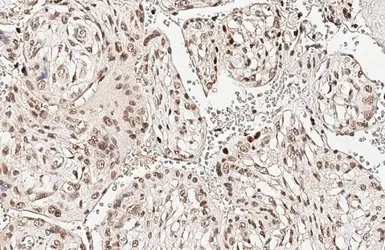 Anti-p63 antibody [HL3252] used in IHC (Paraffin sections) (IHC-P). GTX640899