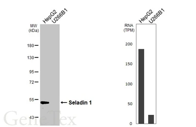 Anti-Seladin 1 antibody [HL3253] used in Western Blot (WB). GTX640900