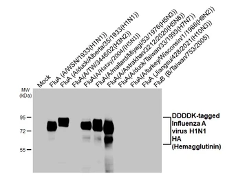 Anti-Influenza A virus H1N1 HA (Hemagglutinin) antibody [HL3261] used in Western Blot (WB). GTX640908