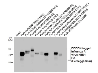 Anti-Influenza A virus HA (Hemagglutinin) antibody [HL3262] used in Western Blot (WB). GTX640909
