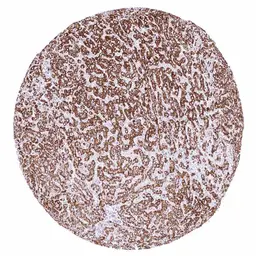 Anti-SDHA antibody [HMV336] HistoMAX&trade; used in IHC (Paraffin sections) (IHC-P). GTX640916