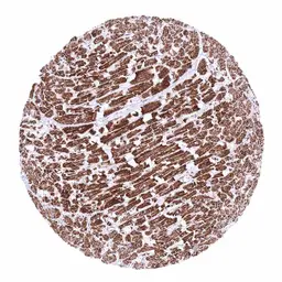 Anti-SDHA antibody [HMV336] HistoMAX&trade; used in IHC (Paraffin sections) (IHC-P). GTX640916