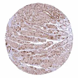 Anti-SDHA antibody [HMV336] HistoMAX&trade; used in IHC (Paraffin sections) (IHC-P). GTX640916