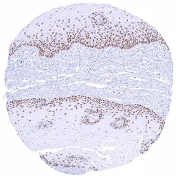 Anti-SOX2 antibody [HMV338] HistoMAX&trade; used in IHC (Paraffin sections) (IHC-P). GTX640918