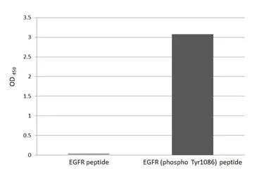 Anti-EGFR (phospho Tyr1086) antibody [HL3284] used in  (). GTX640938