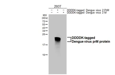 Anti-Dengue virus prM protein antibody [HL3287] used in Western Blot (WB). GTX640941