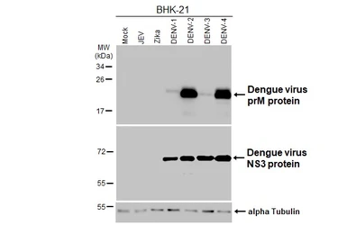 Anti-Dengue virus prM protein antibody [HL3287] used in Western Blot (WB). GTX640941